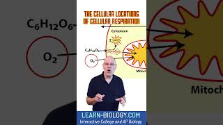 Gotta Know This The cellular locations of cellular respiration STEM cellularrespiration APbio [upl. by Aemat956]