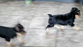 Yorkshire Terrier Puppies For Sale [upl. by Jose249]