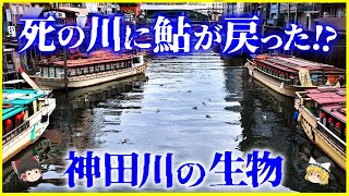 【ゆっくり解説】伊達政宗が採掘した⁉️「神田川」の成り立ちと生物を解説かつて「死の川」と呼ばれた神田川の歴史とは？ [upl. by Castora]