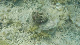 Scorpion Fish Feeding Slow Motion [upl. by Amin604]