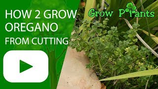 How to grow Oregano from cutting [upl. by Hanna]