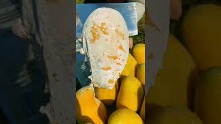 Sweet Mango 🥭🥭 harvesting in our Garden  Amazing Mango Fruits satisfying mango youtubeshorts [upl. by Oivatco]