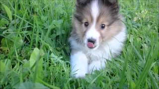 Sheltie puppies  8 weeks litter I [upl. by Daitzman]