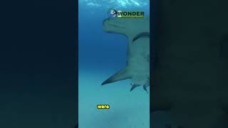 Witness the epic showdown Hammerhead vs Bull Shark [upl. by Fulviah]