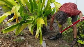 Propagating Large Heliconia Heliconia pendula x bihai  The Carrington Jungle [upl. by Ballinger523]