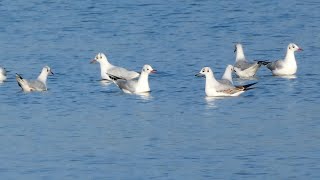 Kokmeeuw blackheaded gull [upl. by Ylrebnik]