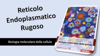 Reticolo Endoplasmatico Rugoso [upl. by Alida]