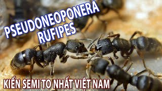 PSeudoneoponera Rufipes loài kiến Semi claustral lớn nhất Việt Nam [upl. by Anirok22]