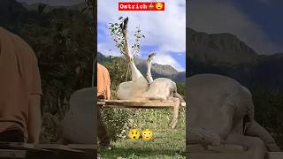 Big ostrich cooking 🥘🔪 traditional style food cooking naturewildernessazercay ostrichroast bbq [upl. by Niledam]