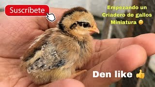 Empezando el criadero de gallos miniatura o kikirikis [upl. by Chan]