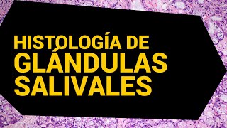 Histología de las glándulas salivales  Dr César Rivera [upl. by Terbecki]