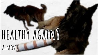 Road to Recovery  Dogs Broken Leg  Almost Healthy Again  PART 3 [upl. by Lyman]