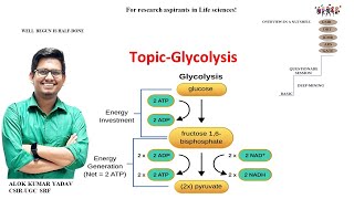 Glycolysis Pathway [upl. by Bartie538]