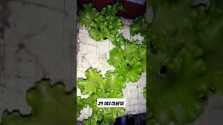 checkout my Hydroponically grown lettuce hydroponics kratkymethod lettuce thanksforwatching [upl. by Fabrianne]