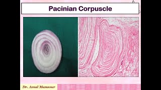 Histopathology Introduction3 [upl. by Hintze310]