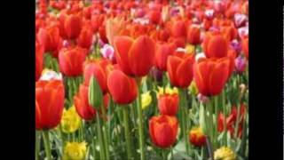 Tulips From Amsterdam BY Johnny Weaver [upl. by Othella]