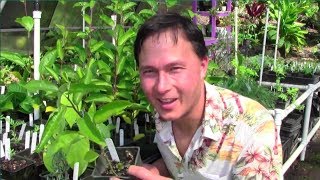 Tropical Perennial Vegetable Gardening in Hawaii [upl. by Coombs]