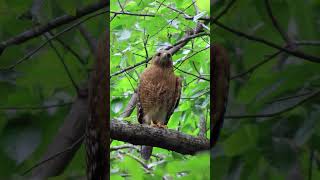 Redshouldered Hawk calls [upl. by Lawford190]