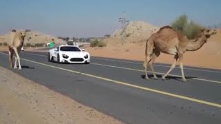 Cars and Camels  Zenvo ST1  Top Gear [upl. by Matheny]