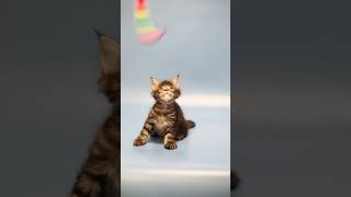 Scarlett Maine Coon kitten female available for adoption Purebred Kitties [upl. by Goddard12]