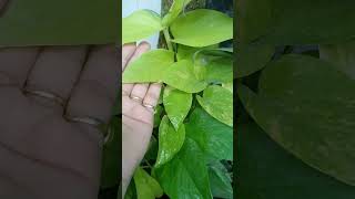 My beautiful neon pothes ☘️plants shortvideo ☘️☘️💕💕 [upl. by Gadmann]