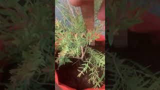 Tea tree oil plant  leaves for fast hair growth  Paperbark tree [upl. by Rockey444]