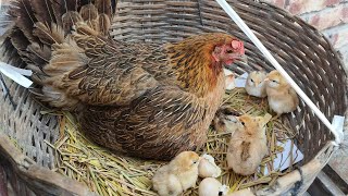 Hen Harvesting Egg and Chick Hatching  A Step by Step Guide egg hatching at home [upl. by Neraj929]