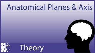 Anatomy Planes amp Axes NEW VERSION IN DESCRIPTION [upl. by Reisfield]