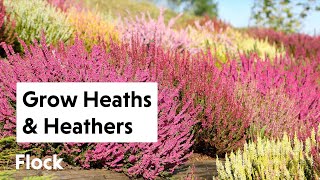 HEATHS amp HEATHERS Underrated Plants for 4Season Color — Ep 201 [upl. by Ainegue]