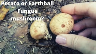 Common Earthball fungus mushroom [upl. by Drawdesemaj]