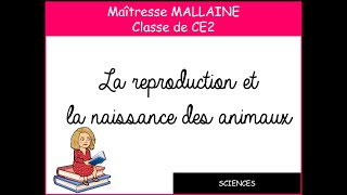 SCIENCES  La reproduction et la naissance des animaux [upl. by Cornelie]