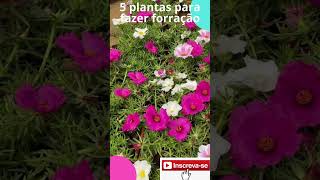 FAÇA SEU JARDIM FLORESCER COM ESSAS 5 PLANTAS shorts plantas [upl. by Akineg]