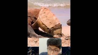 Komodo In Trouble 😱😱last dinasour on earth reaction ytshort viral komodo biglizards shorts [upl. by Ativ741]