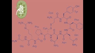 Vasopresina Hormona Antidiurética [upl. by Llednol]