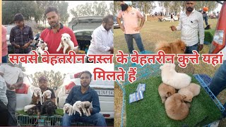 Dog show Jalandhar 2023  Dog show Ludhiana 2023  Jalandhar dog show 2023  Punjab  2023 part 3 [upl. by Singhal776]