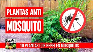 ADIOS A LOS MOSQUITOS 10 MEJORES PLANTAS REPELENTES [upl. by Demmer]