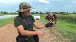 Saker Falcon Keep fit [upl. by Dachy411]