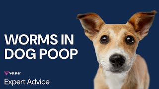 What Do Worms In Dog Poop Look Like Deworming Tapeworm Roundworm Hookworm and More [upl. by Lenaj]