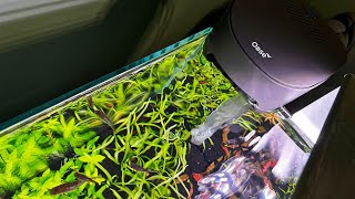 BEST CHEAP AQUARIUM FILTER WITH INLINE CO2 AND HEATING [upl. by Darice]