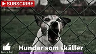 Hundar som skäller  Hundbarkning [upl. by Erodoeht]