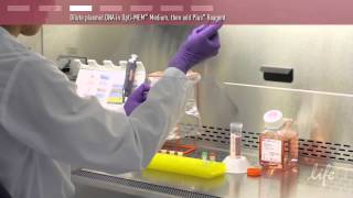 Plasmid DNA Transfection Protocol [upl. by Eico]