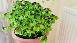 4 Leaf Clover Oxalis Iron CrossGood Luck Plant in a Pot [upl. by Nihahs]