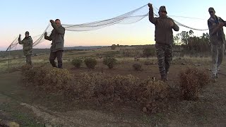 Silvestrismo Capturas al paso con red abatible en la Casa del Higueral [upl. by Aihgn]