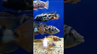 White tail acei Redflush Baenshi Mozambique Cichlid [upl. by Gunzburg]