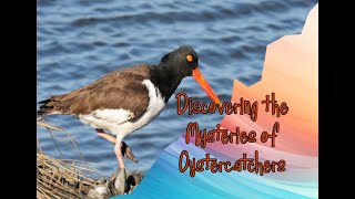 Discovering the Mysteries of Oystercatchers birds animals oyster [upl. by Ishii]