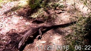 Pheasant Coucals scolding an Australian moniter lizard [upl. by Airdnahs]