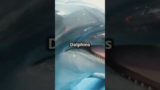 5 Surprising Dolphin Facts You Didn’t Know 🐬  Amazing Ocean Animal Facts [upl. by Accebar570]