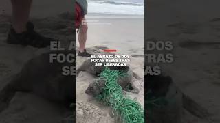 El abrazo de dos focas bebés tras ser liberadas de una red en la playa 🦭 [upl. by Jarrid812]