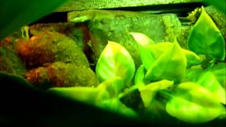 Green Anoles in a terrarium [upl. by Krystin]