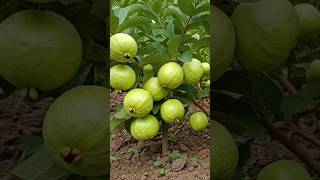 How to grow guava plant shortsshort [upl. by Hazlett775]